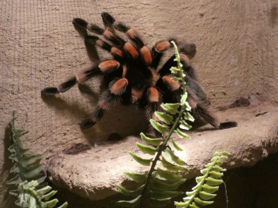 Mexican red knee tarantula - De Zonnegloed - Animal park - Animal refuge centre 